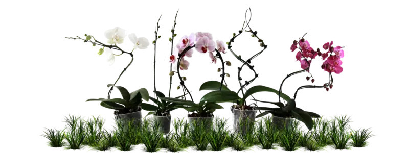 Groeivormen voor orchideeën