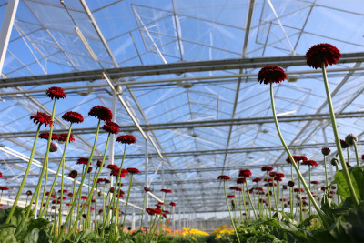 Brackets and suspension hooks for greenhouse lighting