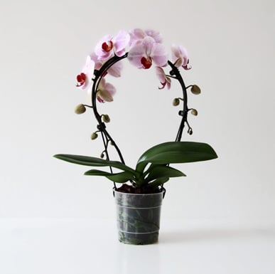 Groeivorm 'Orchid Bow'